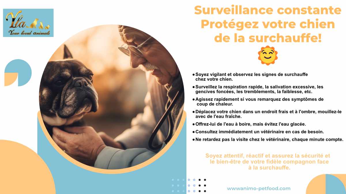 protection-chien-de-la-surchauffe  